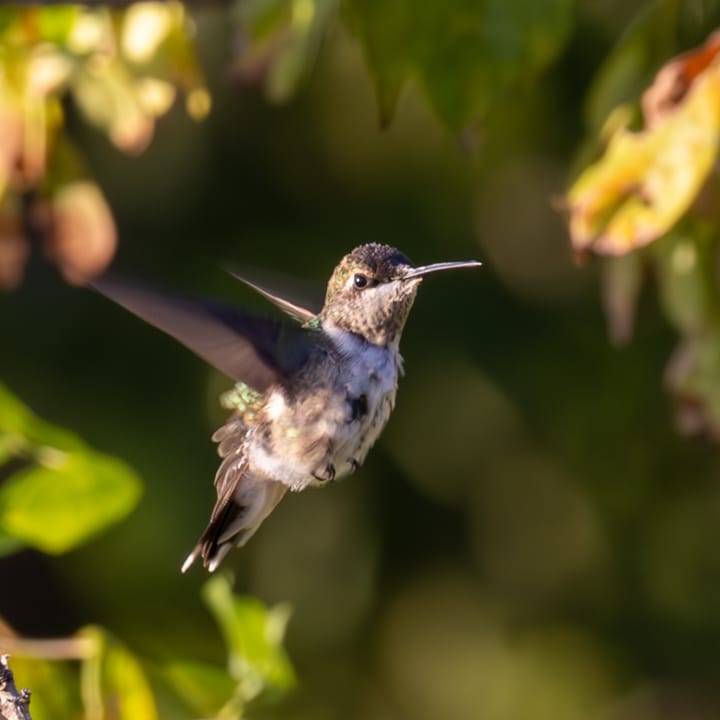 Hummingbird